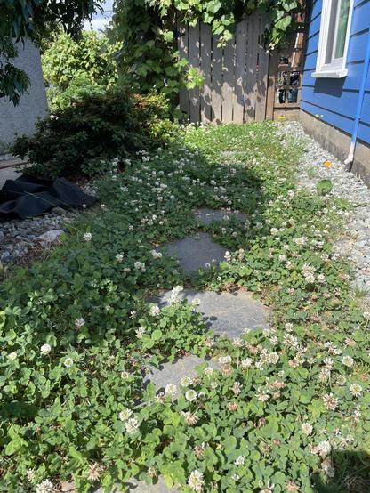 Looking down a path with flowering clover around a path of flat slate stones