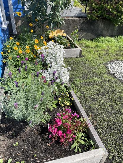 A small garden box stretches out the front of a house with an L shape at the back containing the apple tree and a small strawberry bush. There are black eyed Susans, as well as some white and purple and pink plants. There is new grass spreading in front of the planter box where the driveway is.