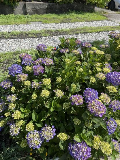 A large hydrangea is beginning to bloom with purple blossoms