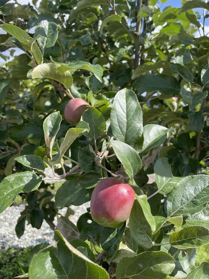 Small red tinged apples grow amongst the apple leaves