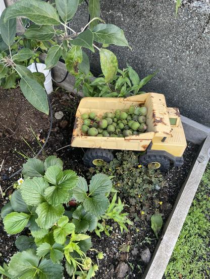 An old child’s toy, Tonka truck sits in the corner of the planter box beside the apple tree and a small strawberry plant. Inside the yellow trucks, dumper are many small apples that have fallen to the ground.