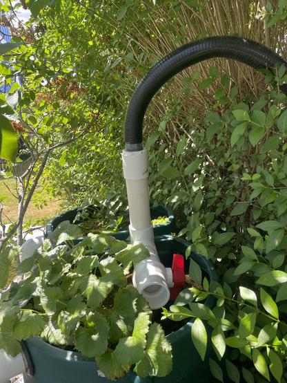 A large black (1.5") pipe curls up and onto the top of a tall white PVC stack that juts out from the top of a green rain barrel whose top is cut out and is filled with water and plants.