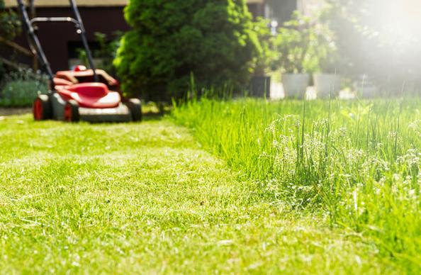 Grass cutting, there's no need for it! · TheJournal.ie