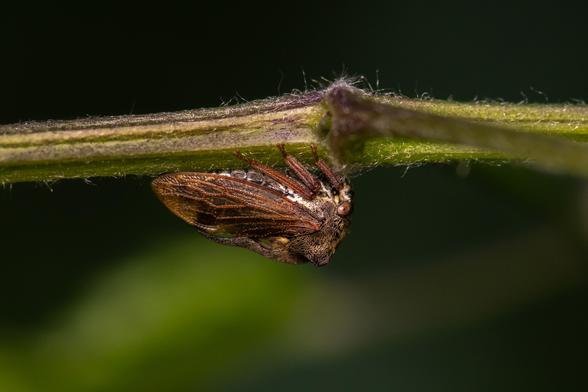 Close up shot of a brown tree hopper, resting upside down on a green stem.