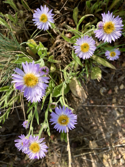 Fleabane flowers of yellow with lavender petals.