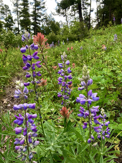 Indian paintbrush of red mixed with lupine’s purple, a steep hillside behind.
