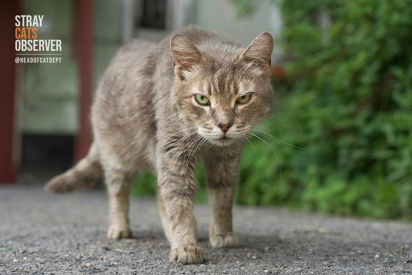 Tabby cat looks at us sternly