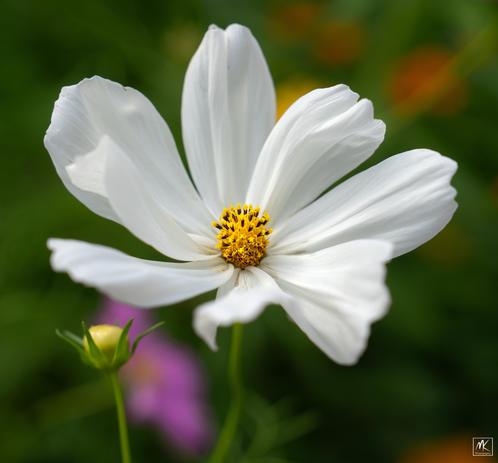 Color photo of a white cosmos flower with a yellow center.