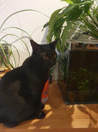 a black cat sitting on table top nearby an aquarium overflowing with plant.