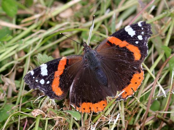 Vulcain 
Vanessa atalanta
