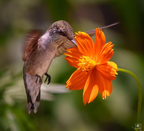 Color photo of a hummingbird hovering next to an orange cosmos flower.