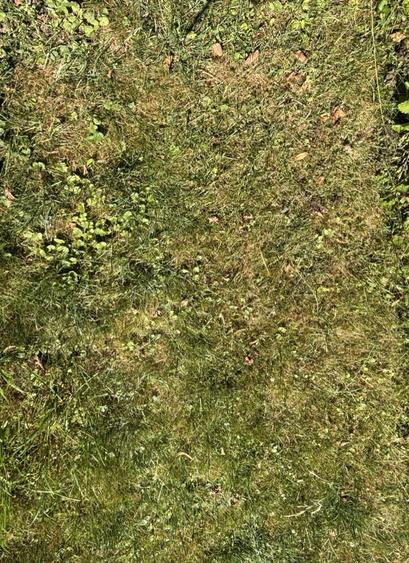 Eine Wiese mit hellbraunen Stellen.
