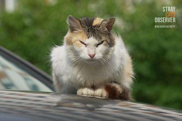 A tricolor cat sits on the roof of a car and stares at us with narrowed eyes
