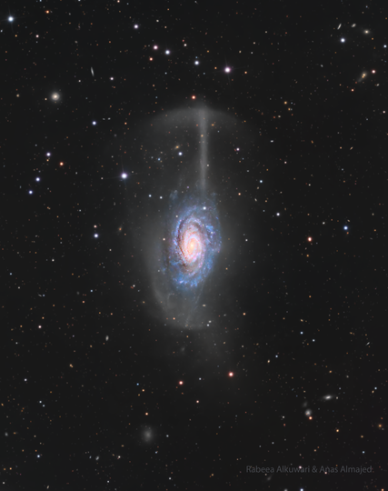 A stunning deep-sky image of spiral galaxy NGC 4651, also known as the Umbrella Galaxy. The bright disk of the galaxy is surrounded by a faint, umbrella-shaped arc of stars—a tidal stream resulting from the disruption of a smaller satellite galaxy. The arc extends far above the galactic disk, curving gracefully like a handle and canopy. Countless background stars and faint galaxies are scattered throughout the dark field of space.