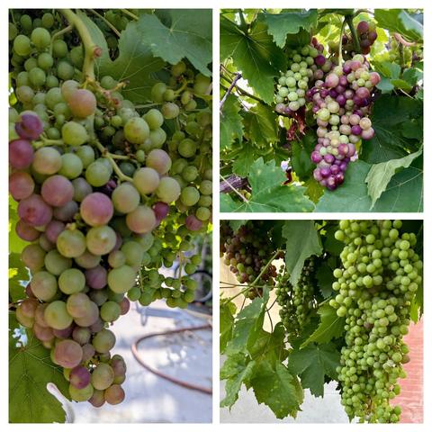 A collage of 3 photos of grape bunches.
There is a close-up photo of a bunch with a mixture of green and red grapes on the left side.  The upper right also has a cluster of green and red grapes with much deeper red colors.  The lower right has a very large cluster of small green grapes with several other bunches in the background.
