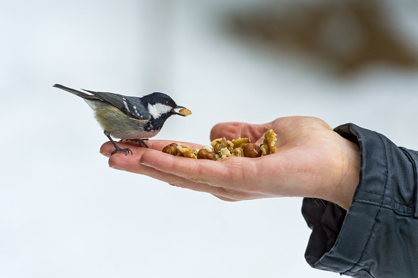Foto of a bird standing on one's hand and eating out of it.