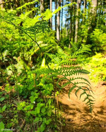 Fern fronds with intricate patterns in the foreground against a sunlit forest background. Tall trees create vertical lines, and scattered undergrowth adds texture to the forest floor. Bright sunlight enhances the vibrant green hues of the flora.