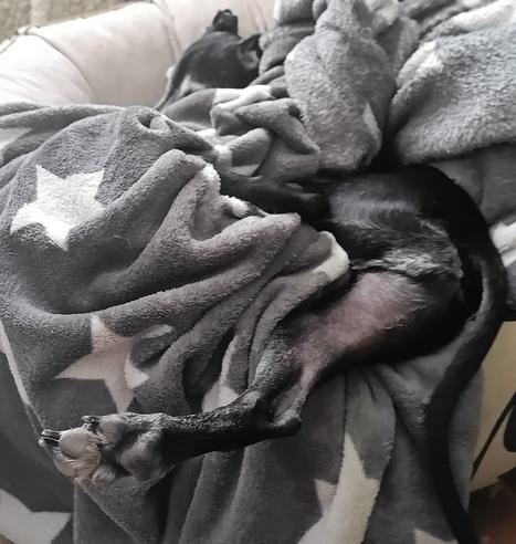 Ivo asleep in his current favourite doggy bed. View is focused on his butt, the head barely visible behind a blanket. His hind leg is stretched into the air, his butt resting on the high head rest of the bed. His torso is covered by a grey blanket with his head sticking out of the other end.