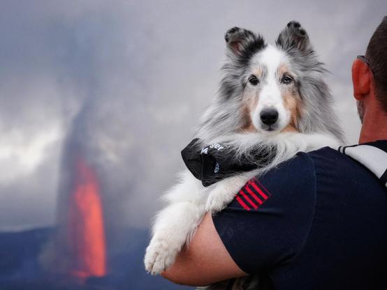 A dog looks at the camera while being held. A volcano is erupting in the background.