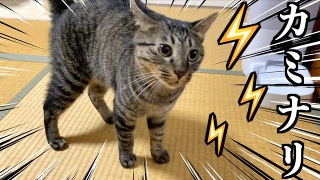 雷の音にビビり散らかす子猫がこちら...