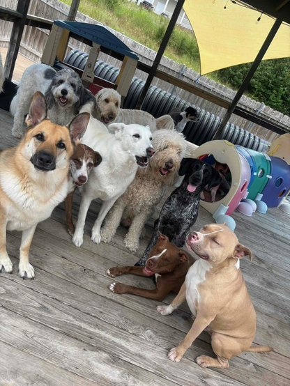 A bunch of dogs at daycare, sitting on a deck in the shade and looking like a gaggle of doofuses. My dog Pete, a tan pit bull, sits in the front, with his eyes mostly closed and his mouth pulled back, looking like he's either savoring a bad joke or has just smelled a fart. Dogs are ridiculous animals, and that's why I love them.
