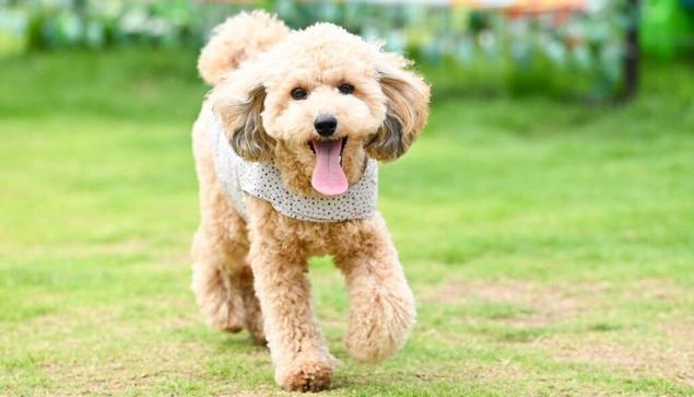 遮熱・放熱・UVカットウエアで愛犬を猛暑から守る、接触冷感付き高機能ペット用クールウエアを７月より発売開始 | 株式会社遠赤技研のプレスリリース