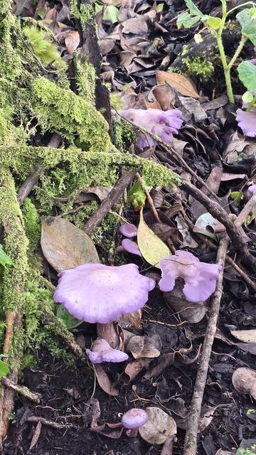 Purple mushrooms.