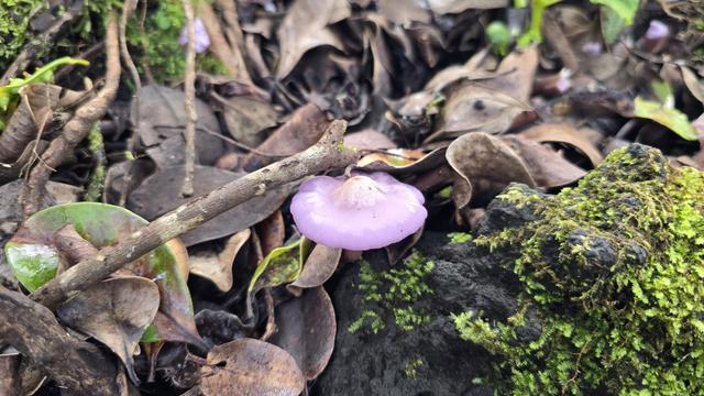 A cute boopable tiny mushroom.