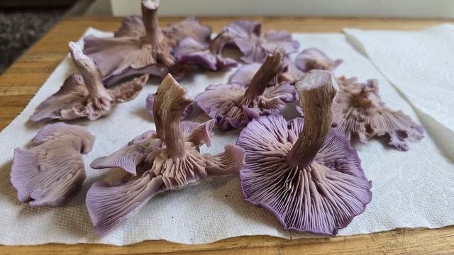 Purple mushrooms, flipped over to see the underside gills.