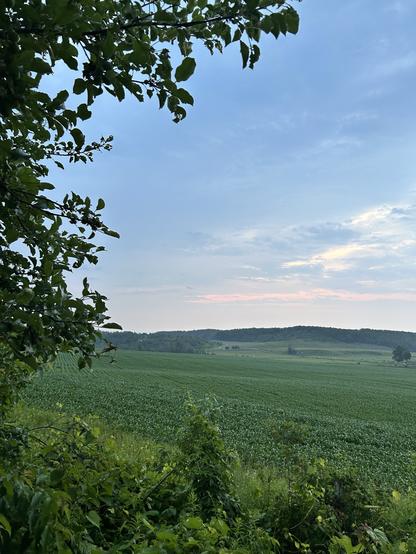 It’s a beautiful sight to my eyes. The sky is mostly blue. The world is green in multiple shades, the forests and fields. The air feels fresh. The corn is growing fast.