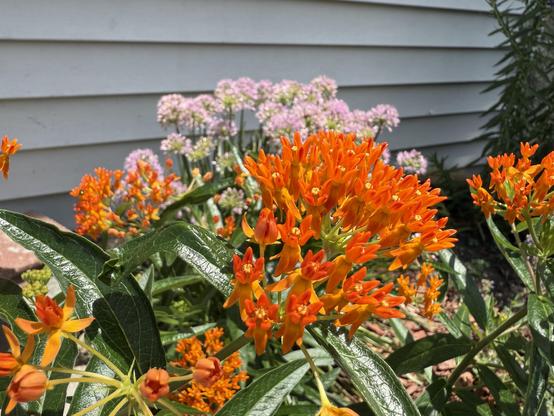 Bright orange butterfly weed (Asclepias tuberosa) flowers bloom prominently in the foreground, with their clusters of small, tubular flowers and glossy green leaves. In the background, pale purple allium flowers rise above the butterfly weed, creating a colorful garden scene against the backdrop of white horizontal siding.