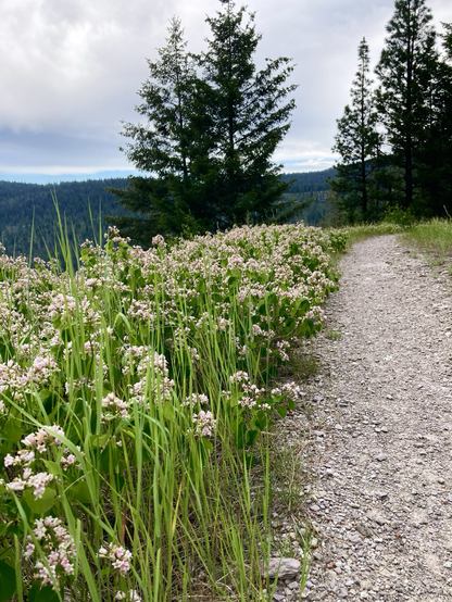 Flowering plants overwhelm the border between the trail and the drop into the valley. There are a few conifers straight ahead where the trail turns to the right. In the distance is a wooded ridge. The sky is cloudy.