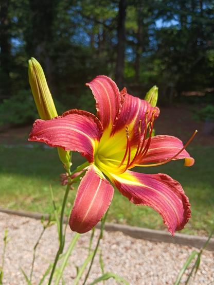 Close-up photo taken on a sunny day of a light burgundy-red daylily with a yellow center, with 2 not-yet-open buds just behind it.
