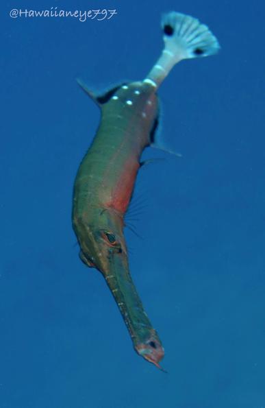 An elongated fish with a long snout swimming mid-water over an ocean reef. It is greenish gray with a faintly rose-colored belly. It has white spots on its back end.