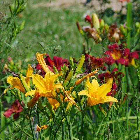 Sorta yellow and deep red daylilies with a bit of wilding around them. (grass)