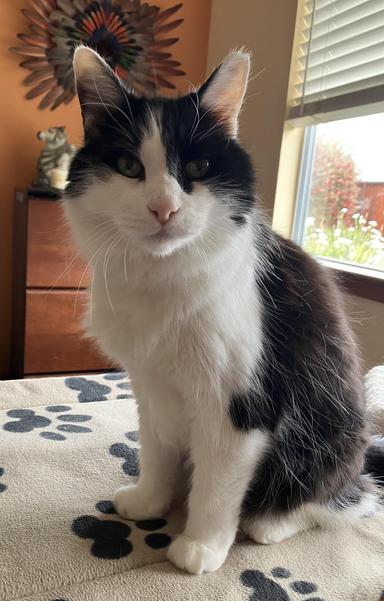 A medium-hair tuxedo cat, sitting on my desk, looking at me intently.