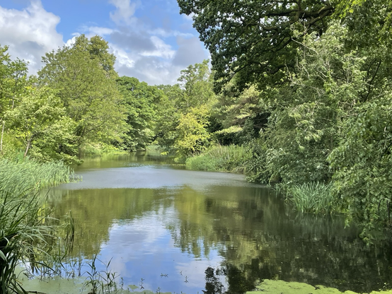 Looking down a river, reeds and vegetation and tress on either side. A patch of the water’s surface ripples by a gentle breeze
