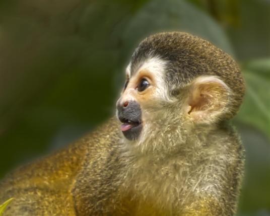 The photograph is a closeup of a small monkey sticking out a pink tongue. This is the Squirrel Monkey. Osa Peninsula, Costa Rica. Photo by Peachfront.