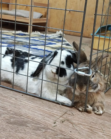 Two rabbits, one black and white lop-eared and the other brownish-grey, are resting beside a wire cage on a wooden floor.
