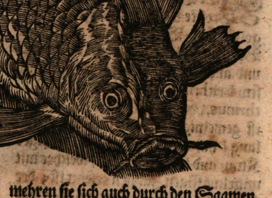 The head of the carp in more detail.