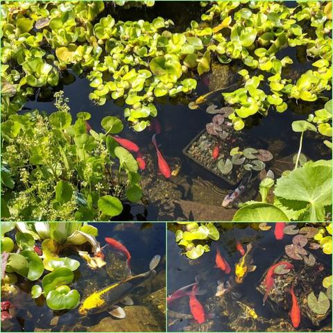 A collage-style view of a koi pond. The top image shows a view of clear water covered with water lettuce and other pond plants, with red and yellow koi swimming underneath. The two lower images show closer views of the koi, lily pads, and rocks at the bottom of the pond. The scene appears peaceful and the water is clear enough to see details on the pond floor.