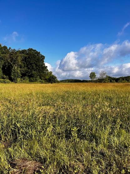 A wide open field with tall, green grass under a bright blue sky. Fluffy white clouds are scattered across the sky, and a wooded area borders the field on the left. The scene conveys a peaceful, natural landscape.