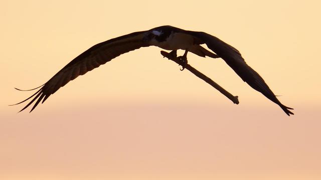 Silhouette against the sunrise, an Osprey, wings extended, flies a stick to its nest.