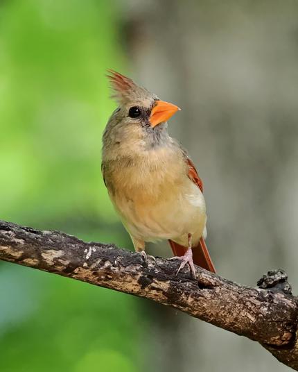 I think the female Northern cardinals are beautiful. They are medium sized birds with golden brown bodies and red accents on their wings and crests. The adults have have reddish-orange beaks, so this bird is an adult.