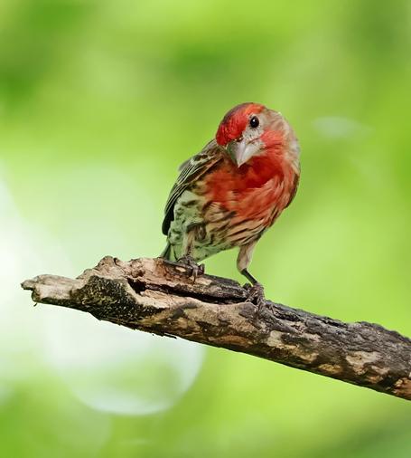 This male house finch is a small bird with a red head and chest and a brown and white striped body. This one has his head tilted and is looking at me with one eye as if to say, "What are you doing out here, human? It's too hot for you."