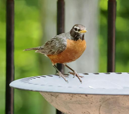 The American robin is a medium sized thrush. This one is perched on the birdbath and looking at me as if to say, "I am planning on bathing, so if you would just look away, please."
