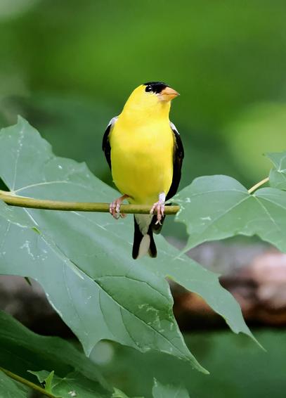 This is the bird that got me into birding, the male American goldfinch. It is a small bird, smaller than the finches, but very feisty. In the summer,  the males have a neon yellow body with black cap, wings and tail. They are so eye-catching and fun to watch at the feeder.