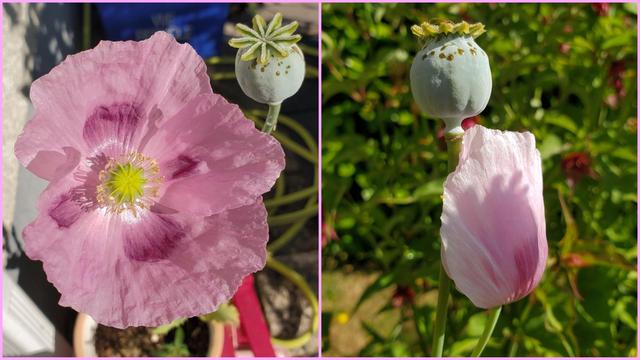 A diptych image shows two stages of a pink poppy plant's life cycle. On the left, a fully opened poppy flower with delicate, crinkled pink petals and a dark pink center surrounds a bright yellow stamen. Beside the flower, a pale green seed pod sits atop a slender, curved stem. On the right, a similar pod is shown beside a closed, pink poppy bud. Green foliage is blurred in the background of both images.
