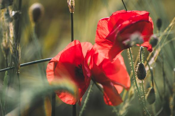 Close-up of two vibrant red poppy flowers in full bloom, surrounded by green stems, unopened buds, and soft sunlight filtering through a field of grasses. The background is softly blurred, highlighting the delicate texture of the petals.