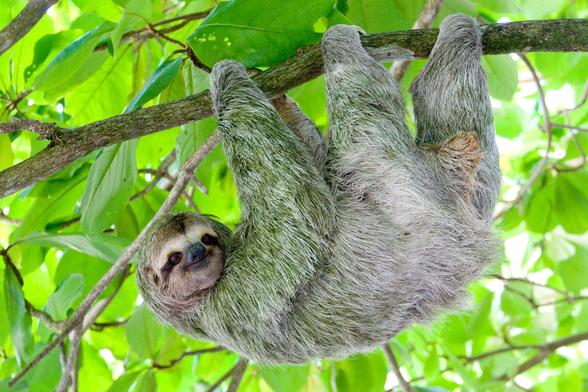 Three-toed sloth hangging on a branch